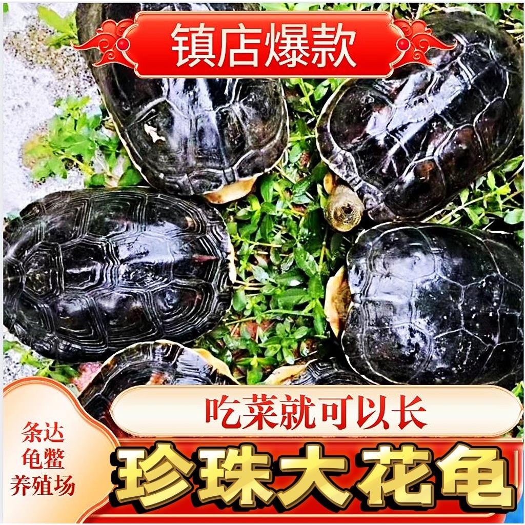 中华花龟六线草龟珍珠龟活体观赏龟外塘龟水龟宠物龟食用煲汤龟