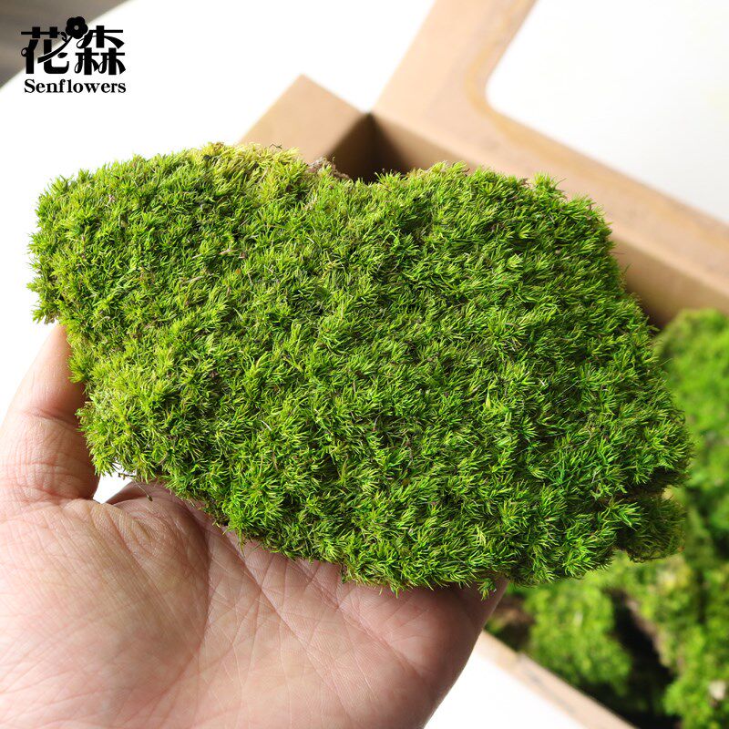 永生花苔藓diy花盒玻璃罩手工装饰保鲜花多色背景墙绿植墙微景观