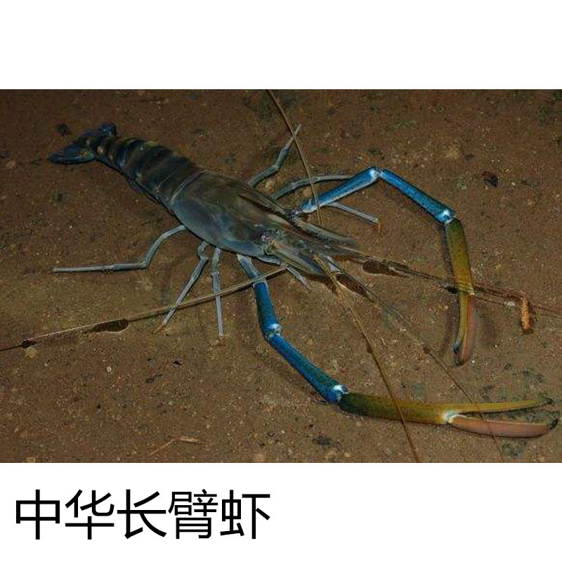 淡水虾冷水虾除藻虾长臂大眼贼虾,观赏食用虾,大长脚虾