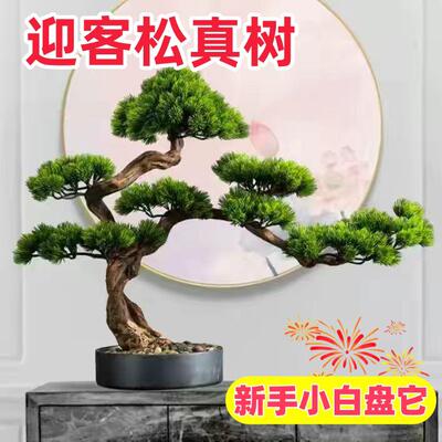 四季常青好养真树迎客松盆景花卉室内外耐寒松树盆景地栽盆栽植物