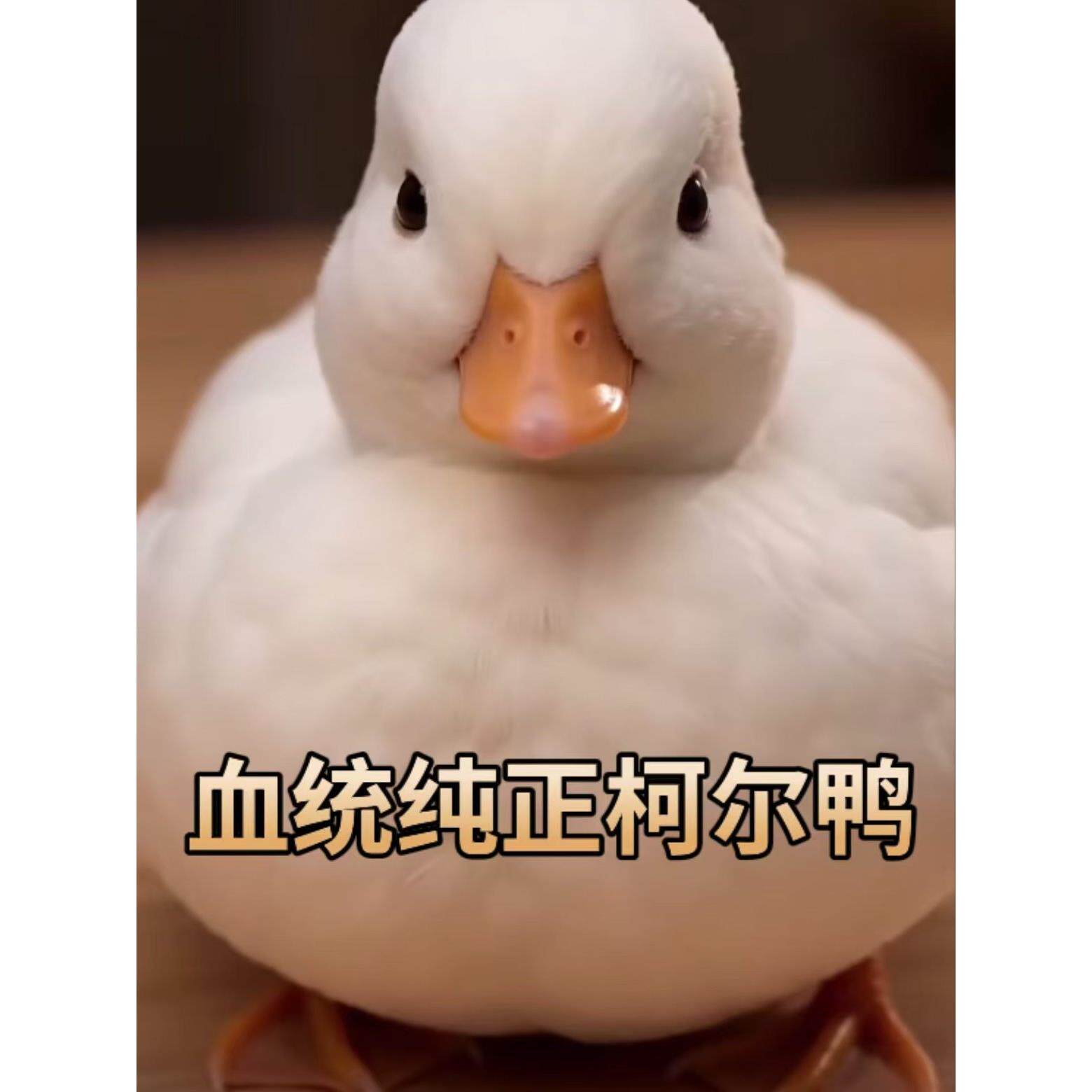 纯种柯尔鸭宠物活体白色小鸭子幼崽活物赛级成年成年网红科尔鸭