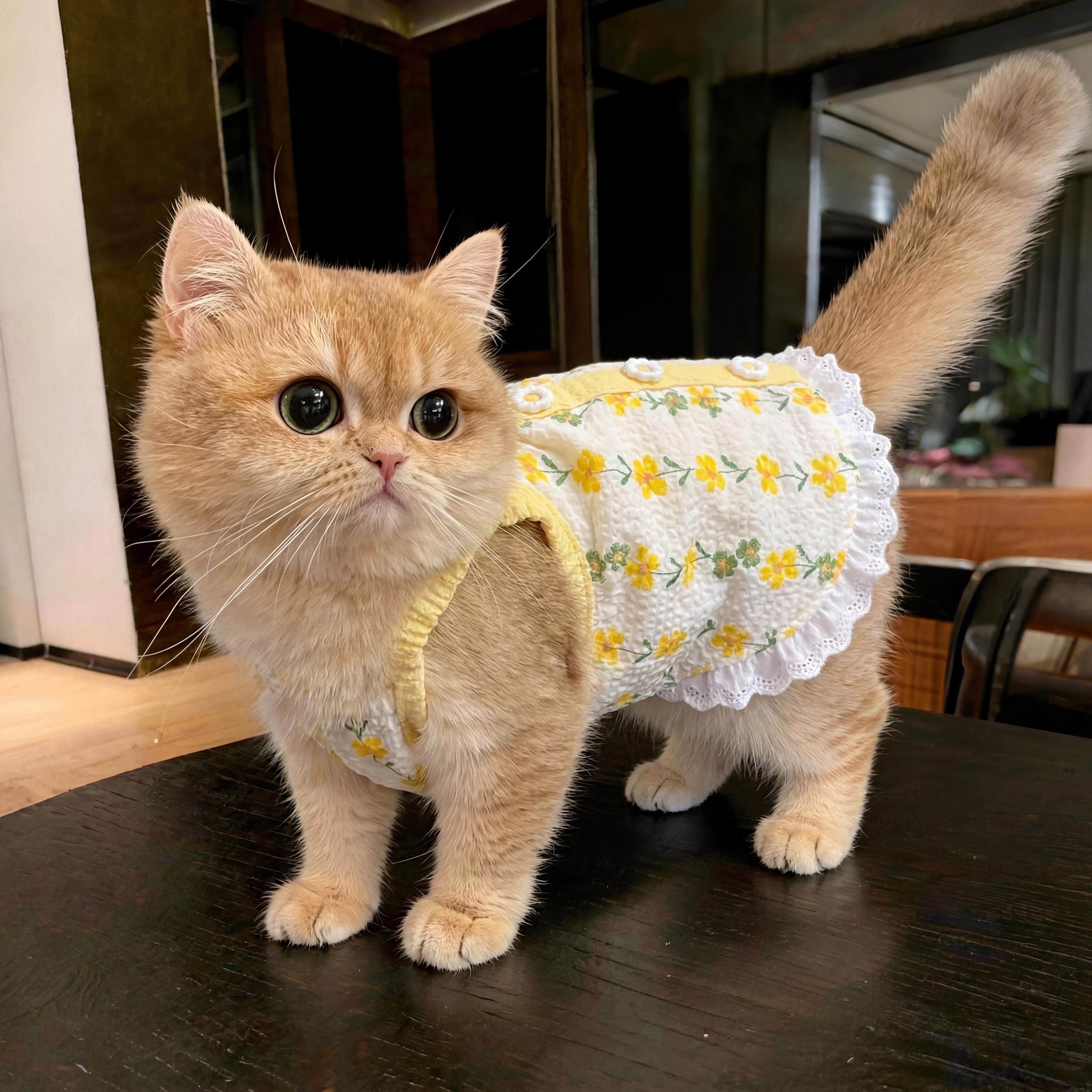 猫咪衣服小猫德文猫防掉毛薄款吊带背心布偶猫宠物夏天2026新款