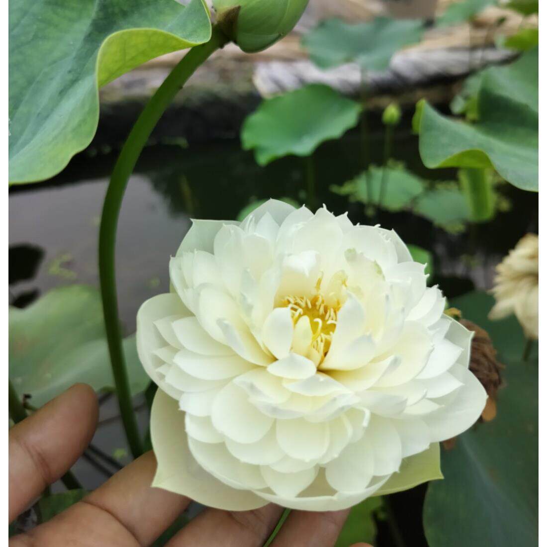 【纤凝】种藕小微型碗莲盆栽荷花阳台观花植物水生花卉迷你观花