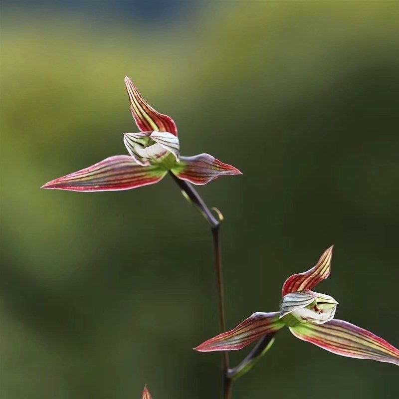 细叶寒兰凤凰兰花正格彩花国兰铭品绿植园艺花卉盆栽好养易活老种,鲜花速递/花卉仿真/绿植园艺,国兰/杂交兰/洋兰类,淘宝优惠券,粉丝福利购,淘宝优惠卷