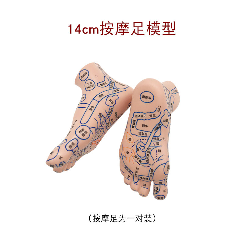 大号足底按摩穴位人体模型脚底反射区足疗店教学推拿点穴棒按摩锥