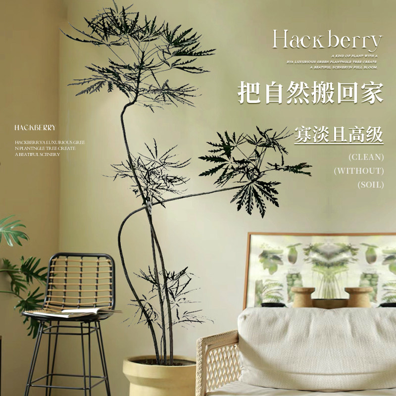 孔雀木绿植盆栽室内客厅植物大花盆办公室阳台绿植新房大型禄植