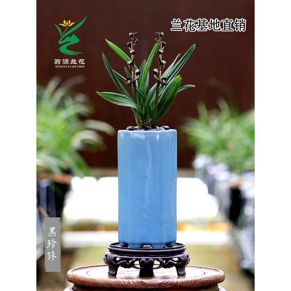 翁源兰花喜花里高端墨兰黑珍珠矮种奇叶紫黑花浓香好易养室内盆栽