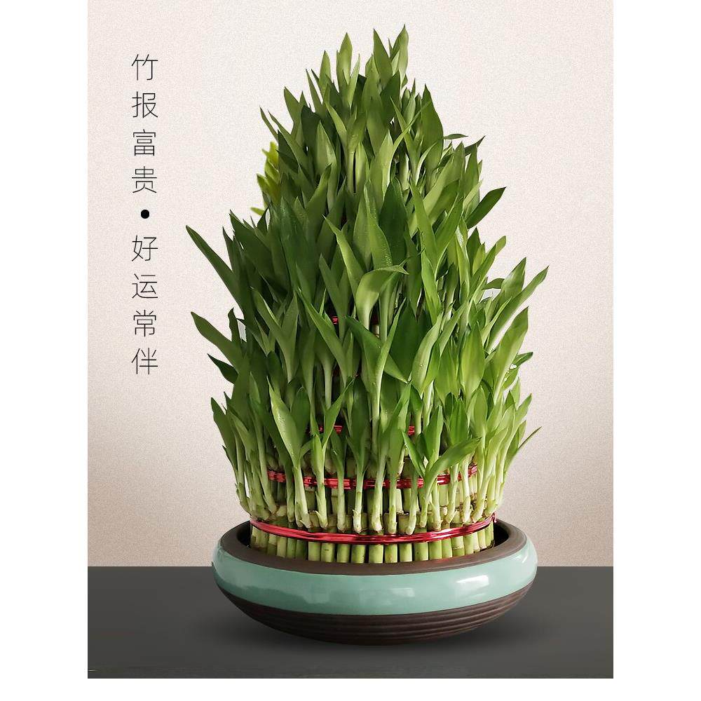 富贵竹带根无土水培植物办公室客厅四季水养节节高招财转运盆栽