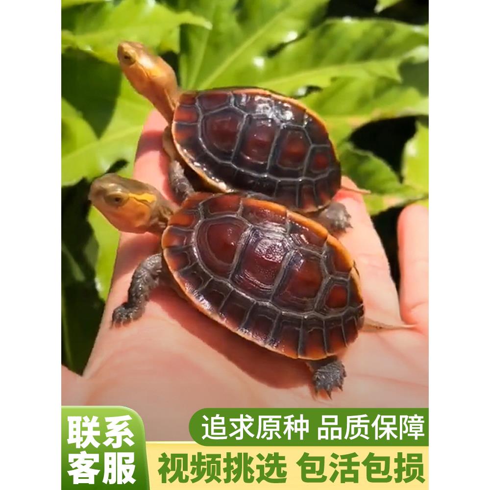 黄缘龟闭壳龟安缘幼龟活物龟苗乌龟宠物台缘幼苗安布纯种安徽闭合