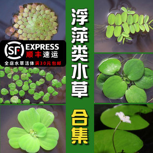 浮萍水草圆心浮萍肚兜萍红毛丹芝麻萍水芙蓉一叶莲水葫芦黄花菱