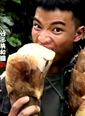 水果笋竹种子苗勃氏甜龙竹营养杯苗生吃竹笋之王竹子君基地直销