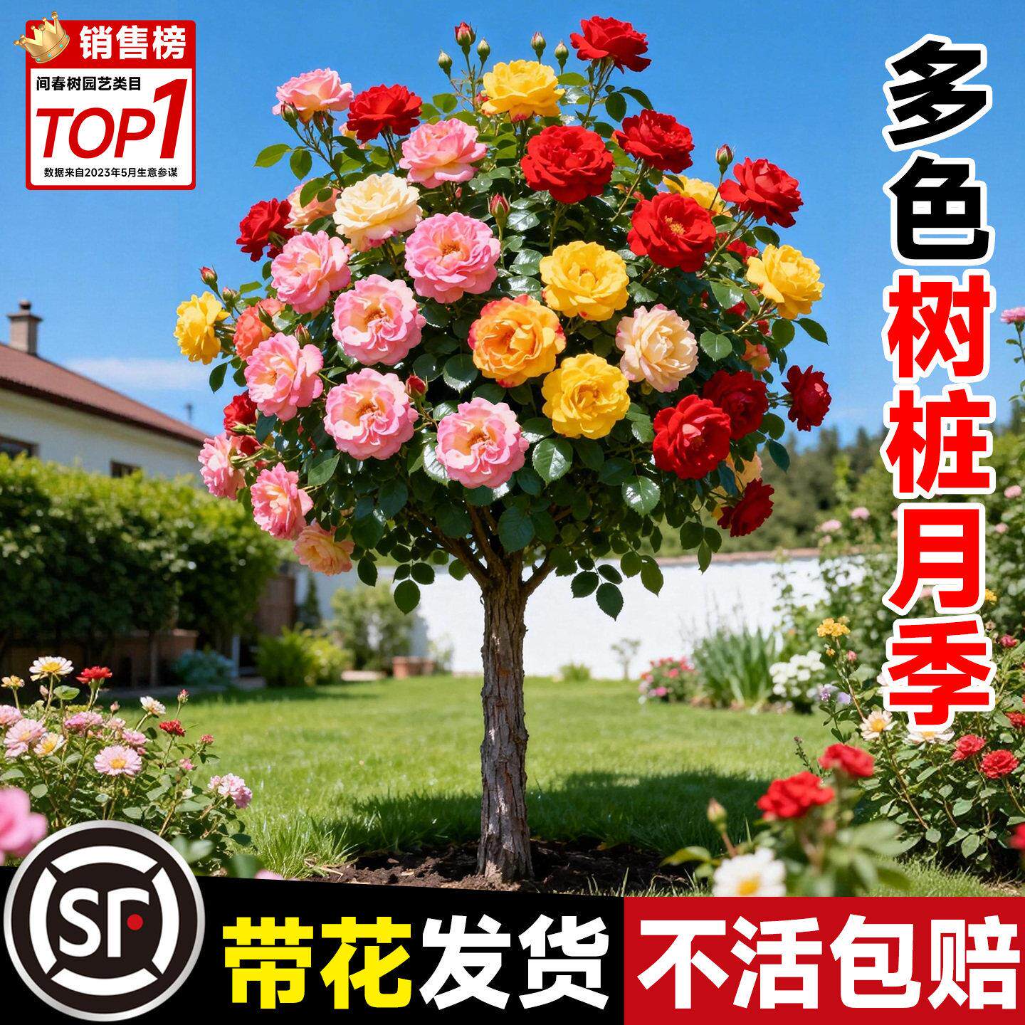 棒棒糖树桩月季花苗盆栽树状花卉四季开花庭院地栽老桩玫瑰花树苗