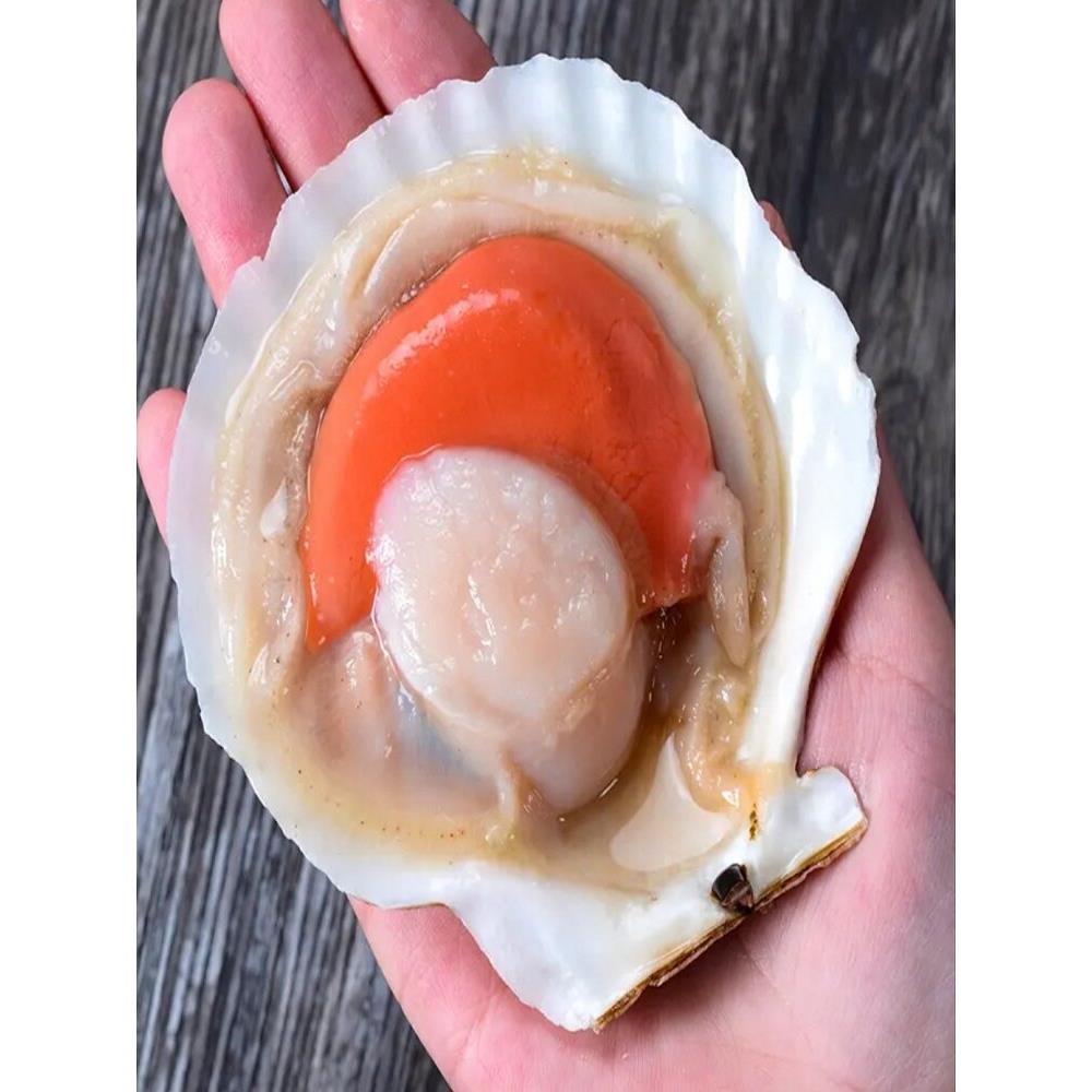 半壳贝夏夷贝鲜活冷冻海鲜带壳超大水产粉丝蒜蓉扇贝烧烤15粒