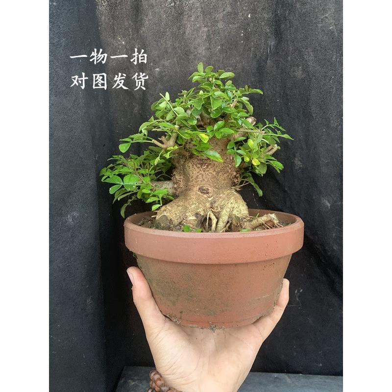 特价对节白蜡盆景老桩 对接白腊树桩熟桩一物一拍 庭院好养植物