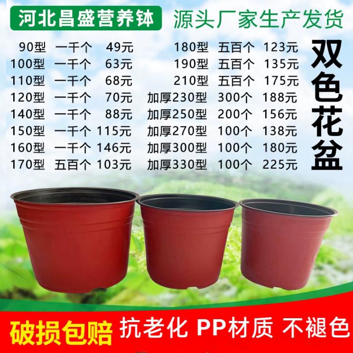 双色盆一次性育苗花盆营养钵多肉扦插种植培育盆外红内黑育苗盆