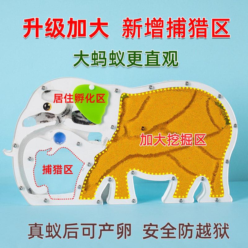 大象观察蚂蚁城堡窝盒子屋宠物工坊生态箱沙巢别墅家园繁殖版活体
