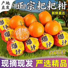 【现摘现发】四川正宗耙耙柑新鲜净重4.5斤