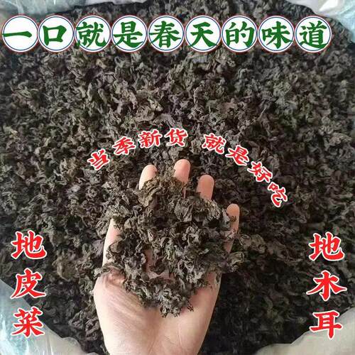 江西地皮菜新鲜野生雷公菌应季野菜地软地木耳干货地衣包邮