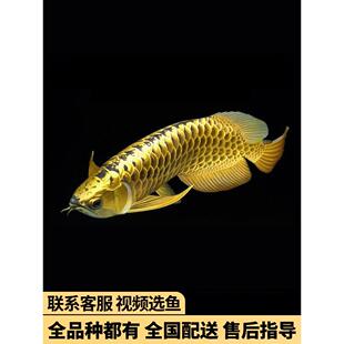 金龙鱼红龙鱼苗活体黄化银龙活鱼小鱼幼苗大型龙鱼幼鱼观赏鱼印尼