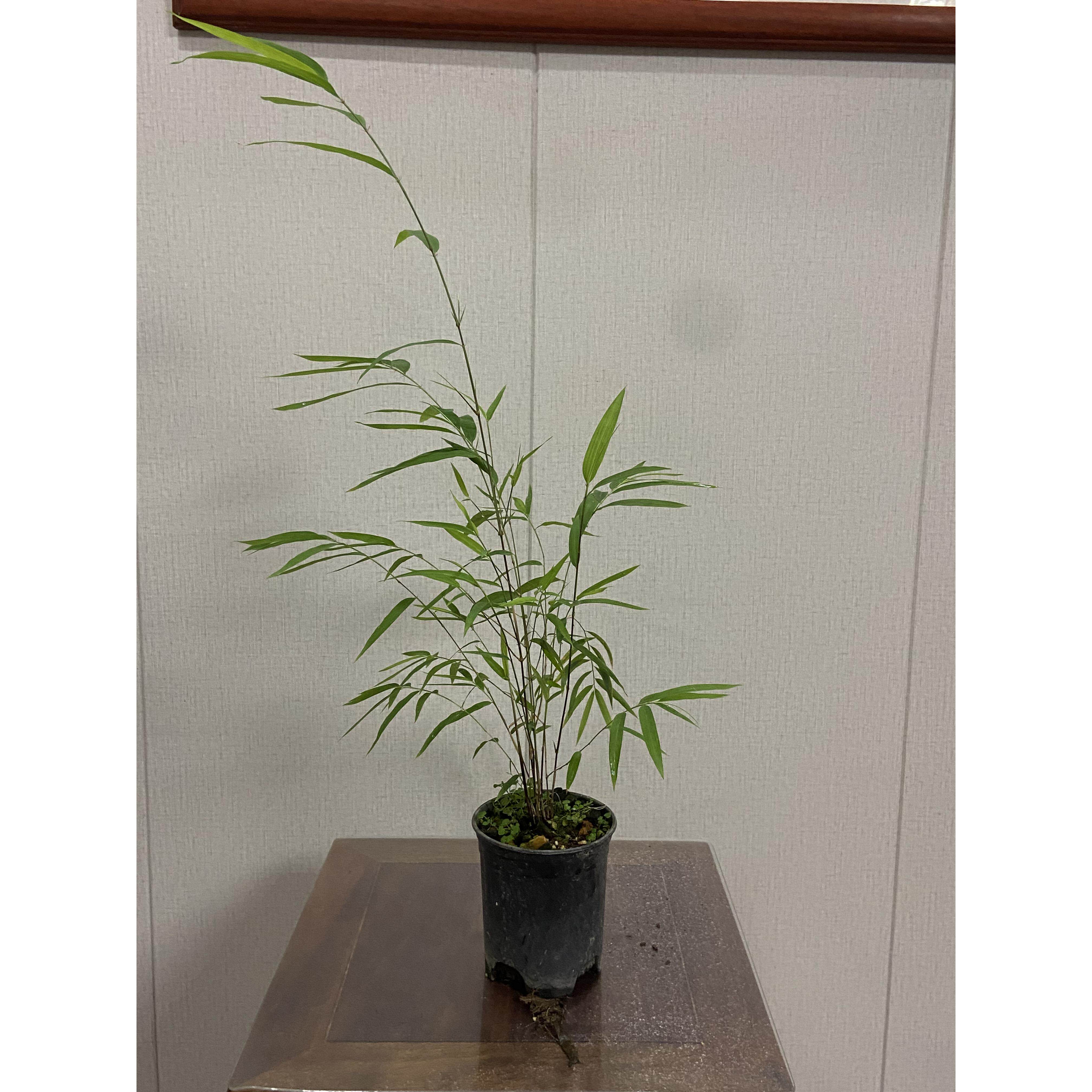 内门竹盆栽名贵竹子苗室内庭院绿植四季常青好养易活竹子盆景竹
