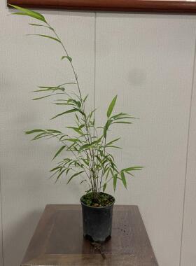 内门竹盆栽名贵竹子苗室内庭院绿植四季常青好养易活竹子盆景竹