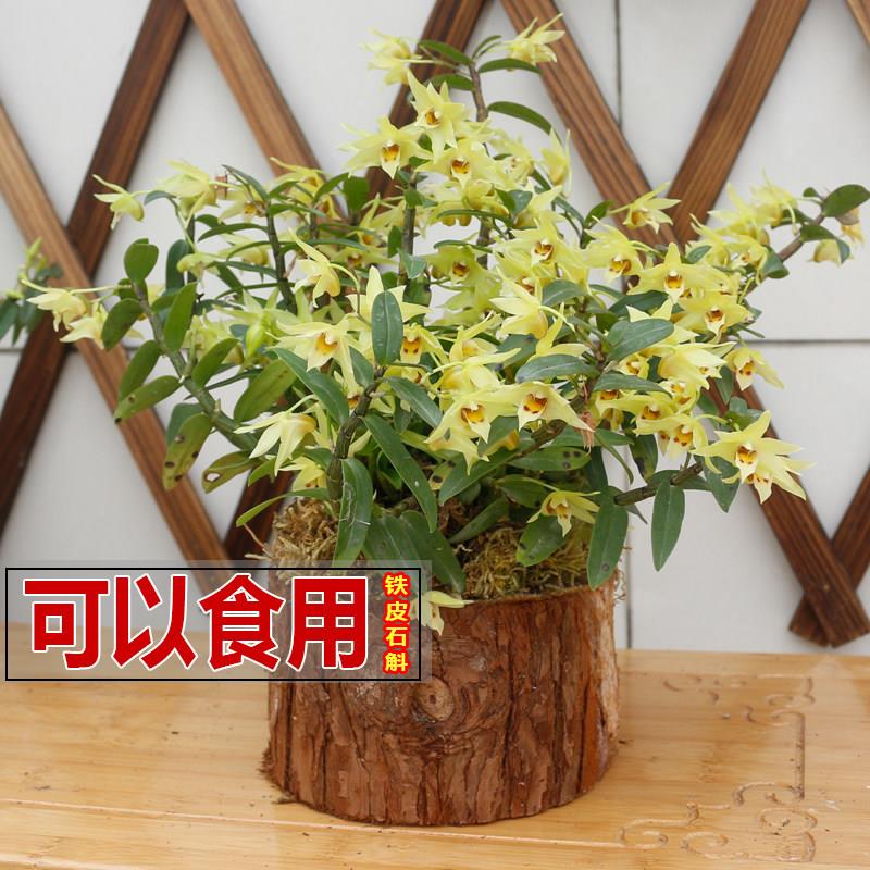 【温州热销】雁荡山铁皮石斛木桩雁兰科植物盆栽种好发货可食用