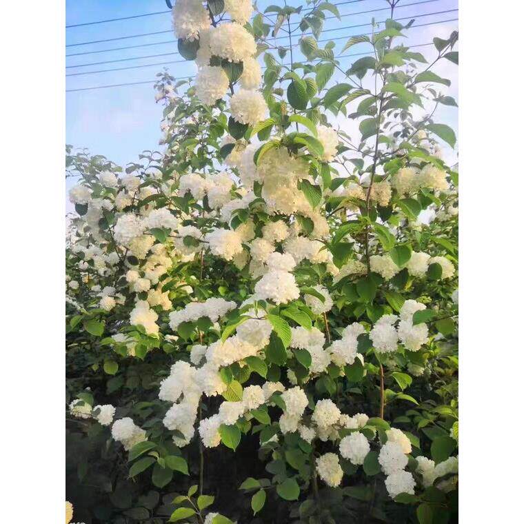 原生麻叶木绣球树苗 庭院别墅绿化苗 工程苗木本植物绣球花苗