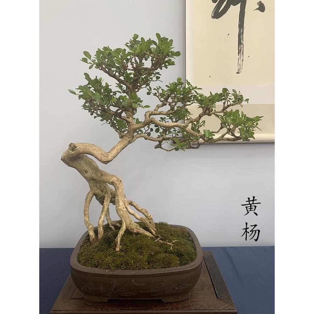 黄杨树苗盆景老树桩精品名贵矮霸皱皮小叶瓜子黄杨庭院造型树盆栽