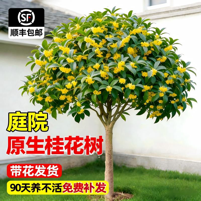 桂花树苗大树四季桂南北方种植庭院地栽高杆金桂丹桂浓香花卉植物