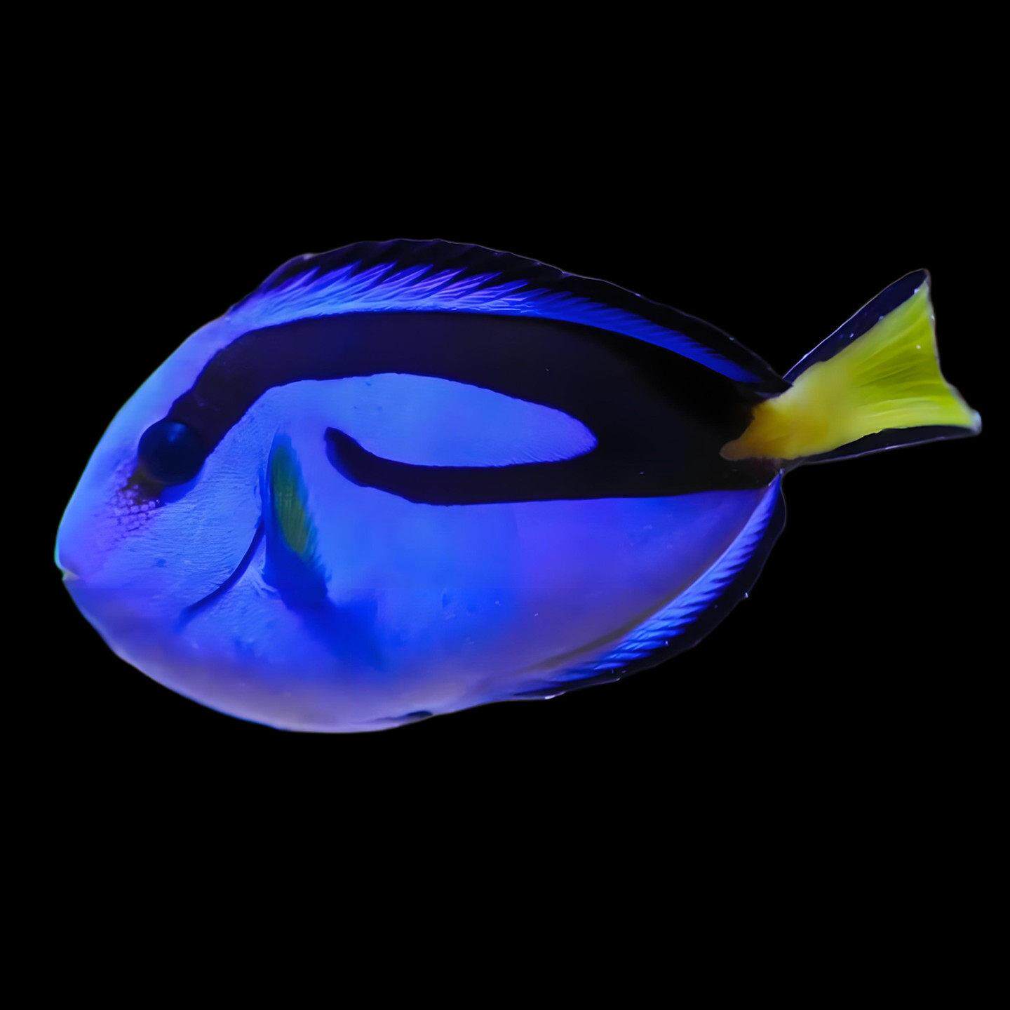 蓝吊篮吊粉蓝吊粉篮吊黄吊海水观赏鱼活体紫红海骑士吊类合集