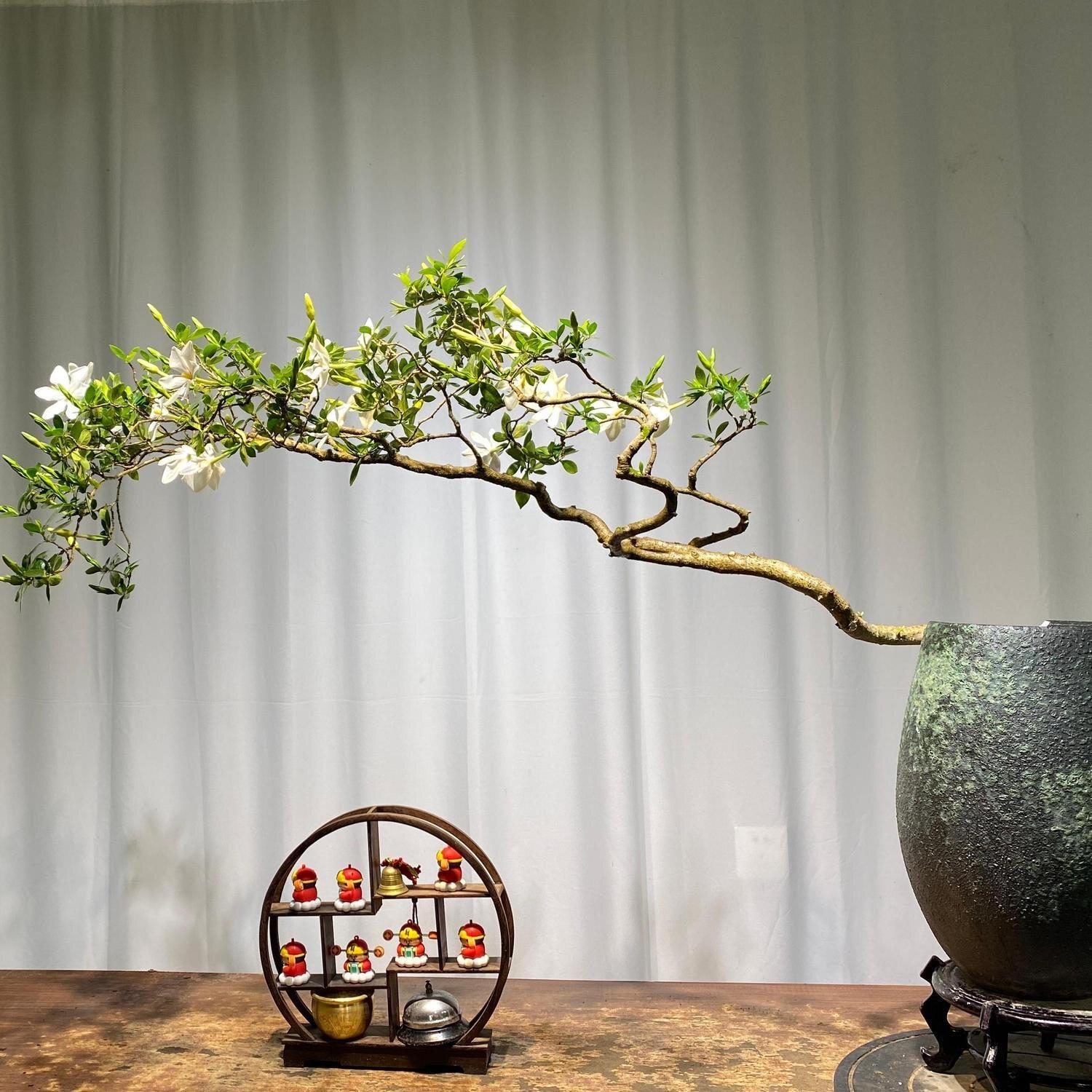 正宗海岛栀子花海岛春花盆景素材老桩室内客厅造景盆栽四季常青