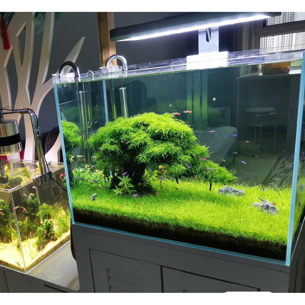 智能鱼缸改造莫斯树迎客松巴西木沉木树形沉木树根小型装饰摆件