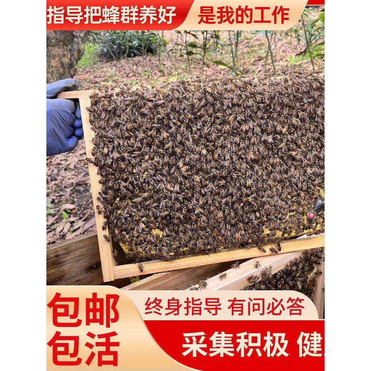 中蜂蜂群带王蜜蜂蜂群养殖带子脾阿坝中蜂带蜂箱中华土蜂活体出售