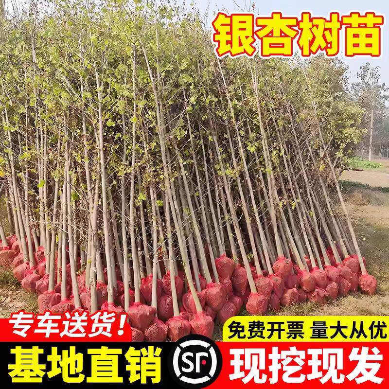 金叶银杏树苗白果活苗庭院绿化苗木行道树银杏小苗大树南北方种植