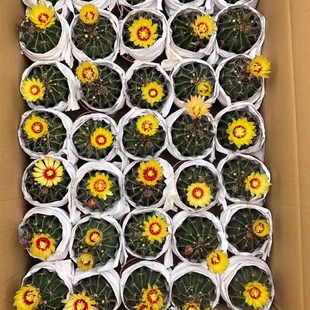 龙王丸仙人球左右旋多肉植物开花仙人球仙人掌植物盆栽庭院花卉