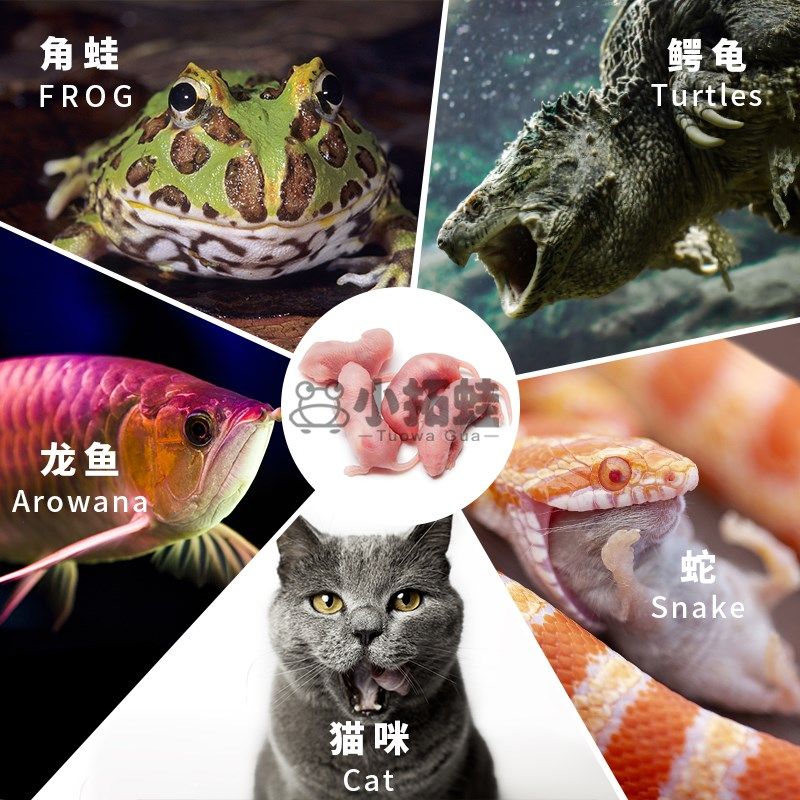 冷冻红皮乳鼠宠物蛇饲料喂猫龟树蛙冰冻粉白霜杭州包邮蜥蜴小白鼠,宠物/宠物食品及用品,特色爬宠/鸣虫,淘宝优惠券,粉丝福利购,淘宝优惠卷