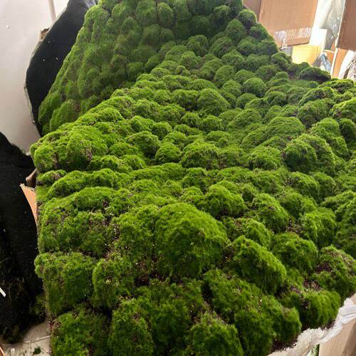 彷真绿色植物苔藓室内景观装饰草坪植物墙彷生地毯草皮植物青苔造