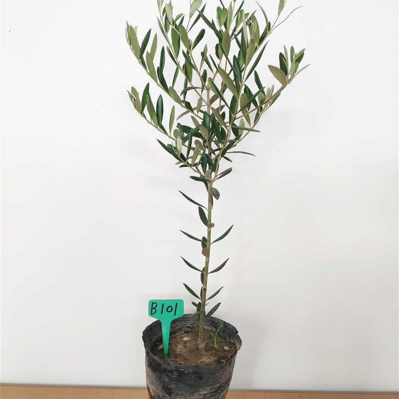 油橄榄盆栽植物树苗
