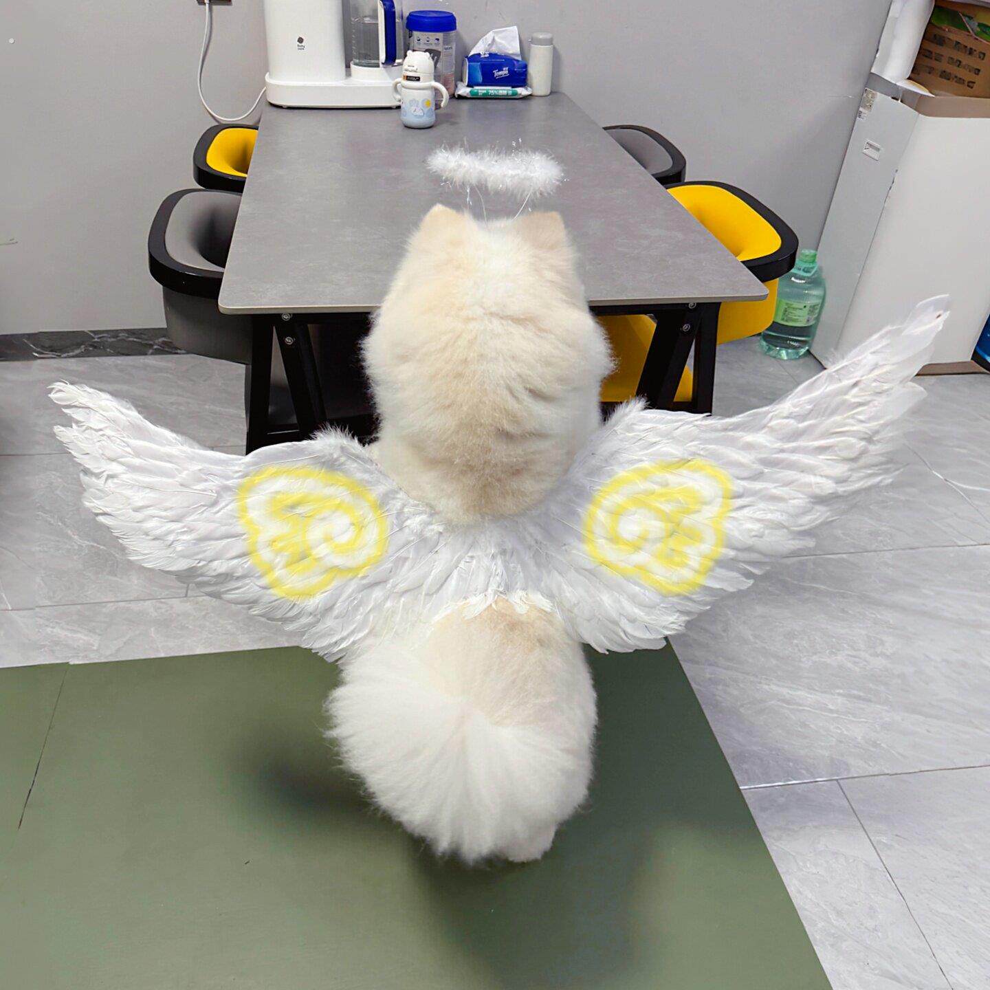 狗狗天使羽毛翅膀道具宠物仿真头部背部装饰品大中小型犬拍照神器
