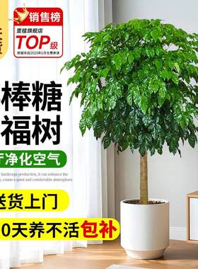 棒棒糖幸福树大型绿植客厅玄关办公室内绿植盆栽四季常青装饰植物