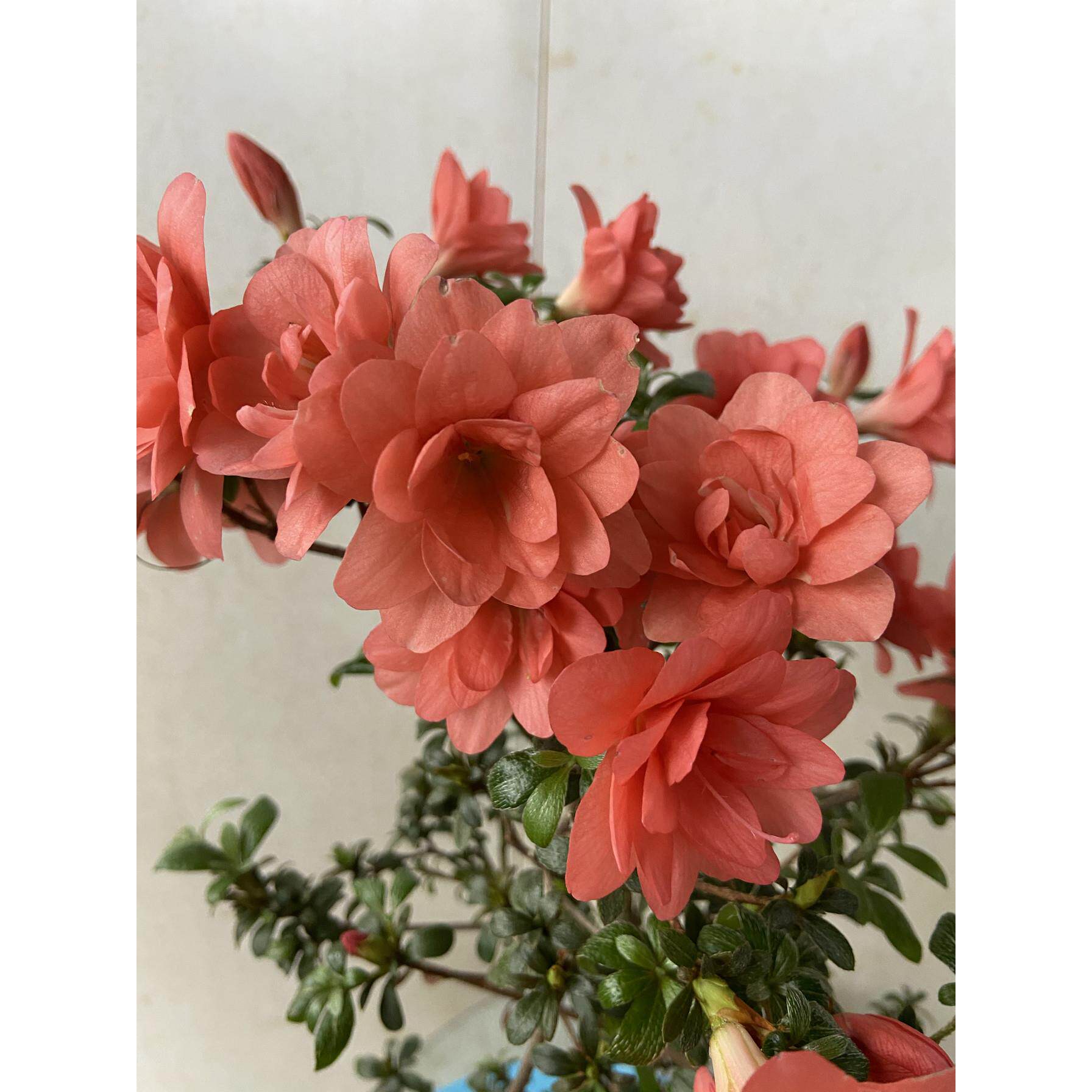 菊姬杜鹃皋月杜鹃东洋鹃杜鹃花