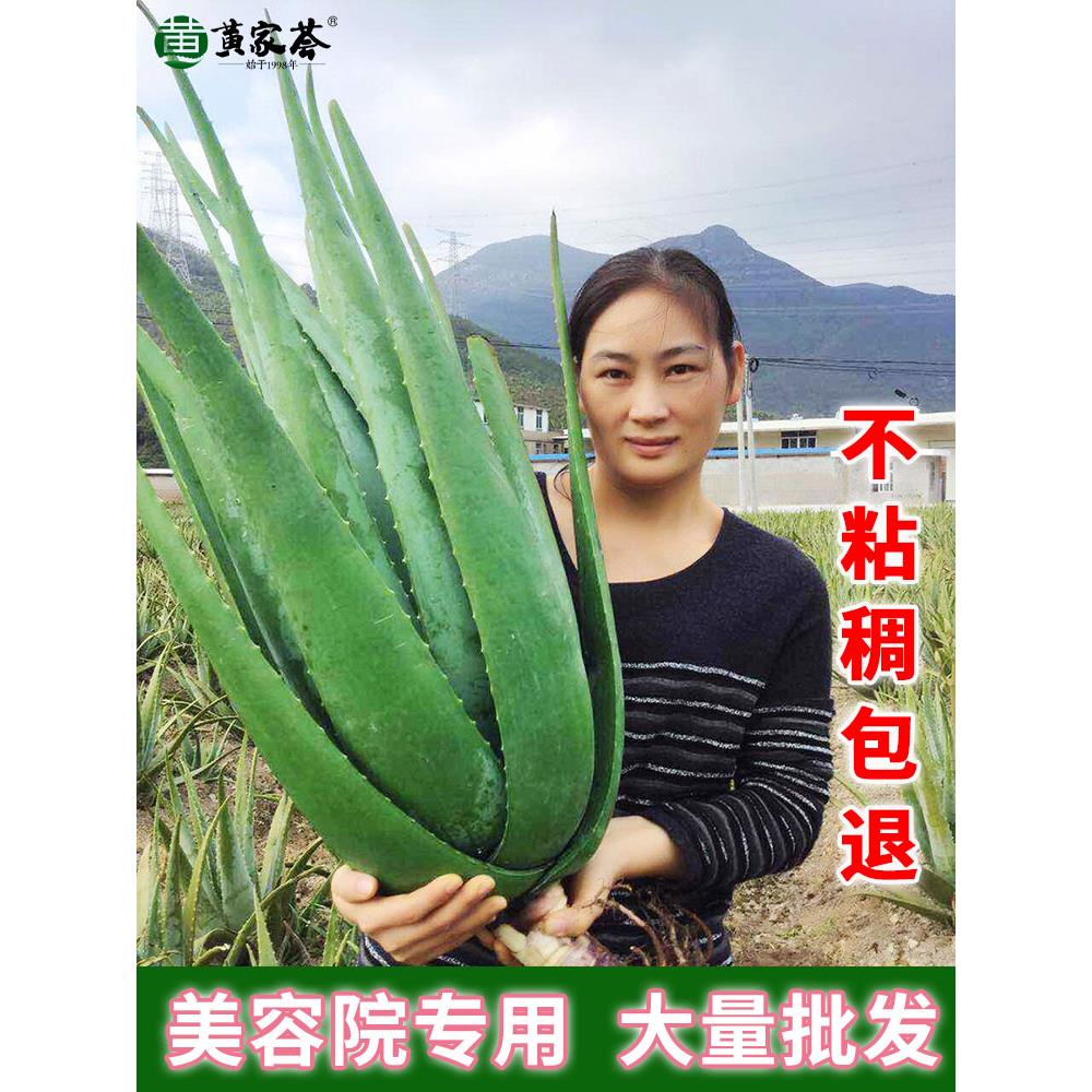 美国库拉索芦荟盆栽植物美容院专用新鲜补水敷脸大叶片美容灌肤