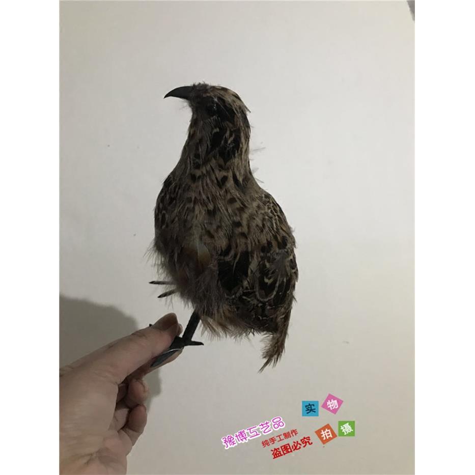 彷真鹌鹑模型园林摆件羽毛动物影视拍摄道具小鸟模型室内鸟笼装饰