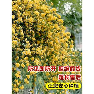 黄木香花苗爬藤植物甜蜜红白黄木香树苗庭院多花蔷薇月季花卉盆栽