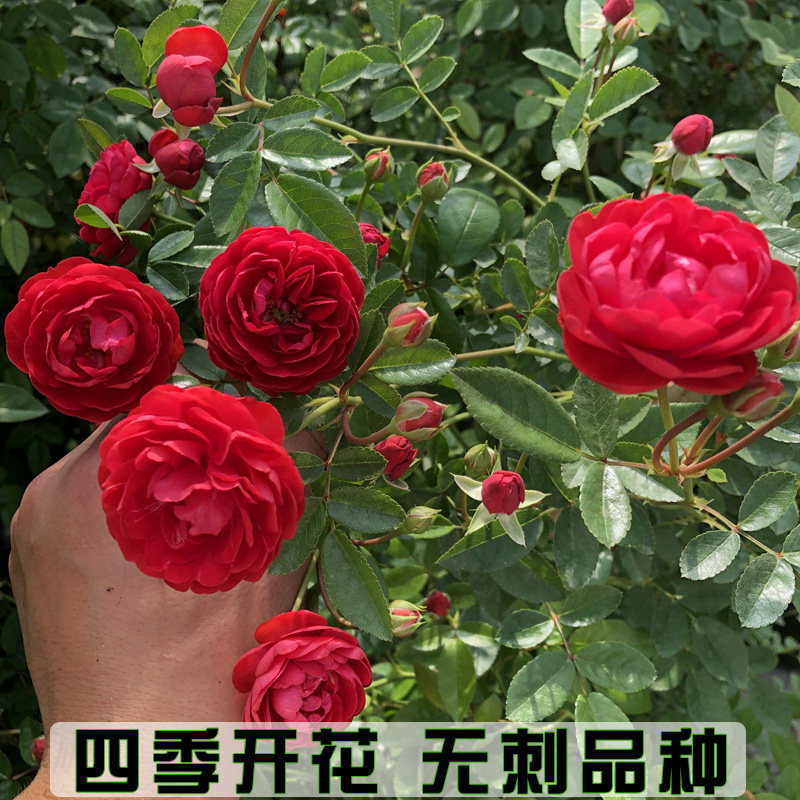 四季红木香 四季开花 浓香型木香花蔷薇花苗藤本月季欧月阳台庭院