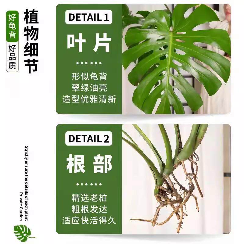 龟背竹水培植物老桩绿植观叶大叶客厅植物办公室内花卉好养易活