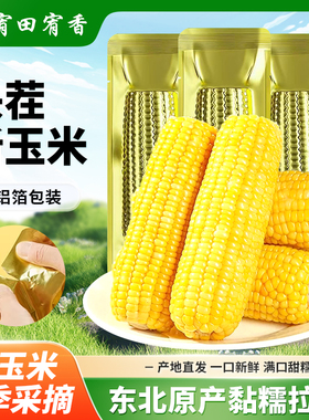 东北糯玉米新鲜糯玉米甜玉米真空包装低脂饱腹玉米棒整支大棒辅食