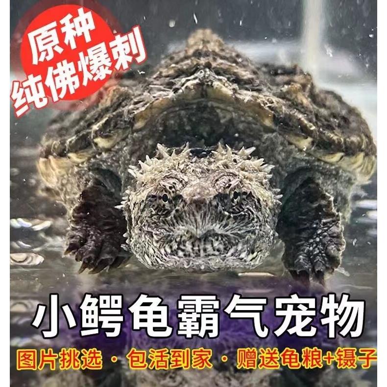 鳄龟苗凶猛鳄龟宠物纯佛鳄龟原种爆刺鳄龟凶猛杂食肉水龟外塘