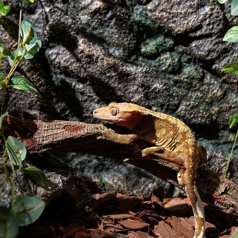 爬宠pu背景板造景玻璃缸守宫蜥蜴饲养箱专用立体背板装饰防水防腐,宠物/宠物食品及用品,爬宠躲避/造景,淘宝优惠券,粉丝福利购,淘宝优惠卷