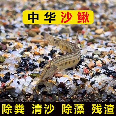 中华沙鳅吃鱼屎粪便观赏热带斗孔雀虾苗淡冷水族宠物清道夫清洁缸